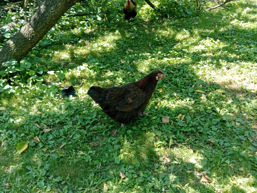 Voćnjak sa stazom među drvećem